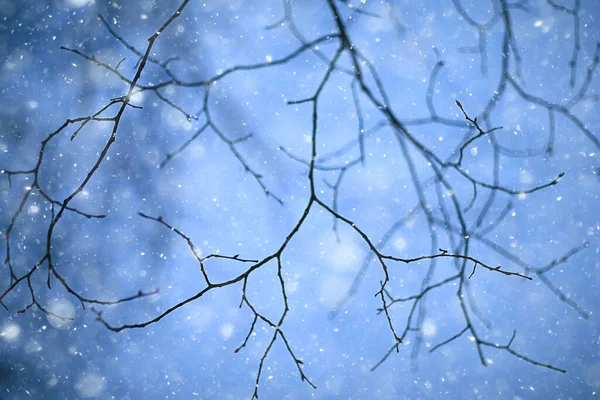 Flocons Neige Branches Hiver Abstrait Fond Vacances Nouvel Neige Par — Photo