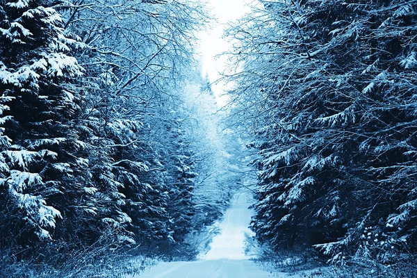 Invierno Bosque Paisaje Cubierto Nieve Diciembre Navidad Naturaleza Fondo Blanco — Foto de Stock