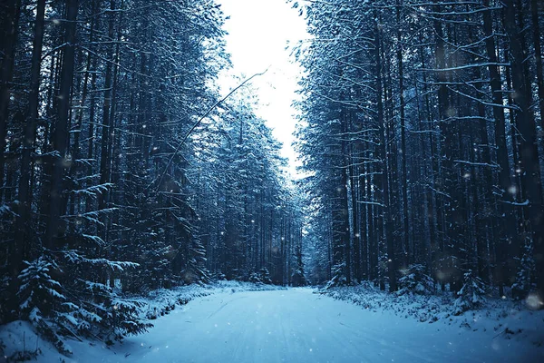 Paesaggio Foresta Invernale Bella Vista Stagionale Nella Foresta Innevata Dicembre — Foto Stock