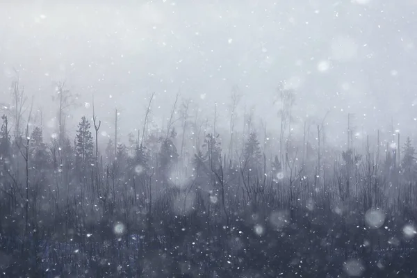 Invierno Bosque Paisaje Cubierto Nieve Diciembre Navidad Naturaleza Fondo Blanco — Foto de Stock