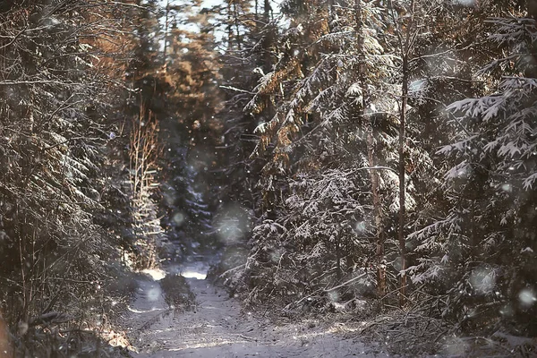 Paisagem Floresta Inverno Sazonal Bela Vista Floresta Nevada Dezembro Natureza — Fotografia de Stock