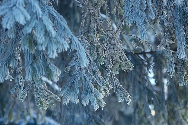 Ramos Cobertos Com Fundo Geada Paisagem Abstrata Neve Inverno Natureza — Fotografia de Stock