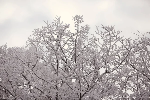가지들에는 서리가 추상적 풍경은 겨울의 내리는 그대로의 서리입니다 — 스톡 사진