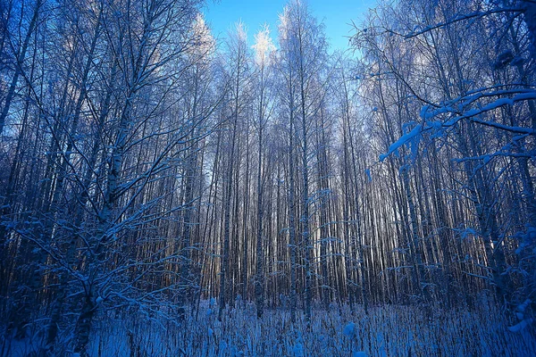 Paysage Forêt Hiver Saisonnier Belle Vue Dans Forêt Enneigée Décembre — Photo