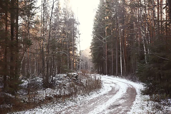 Winter Bos Landschap Bedekt Met Sneeuw December Kerst Natuur Witte — Stockfoto