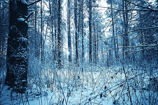 Winter forest landscape covered with snow, december christmas nature white background