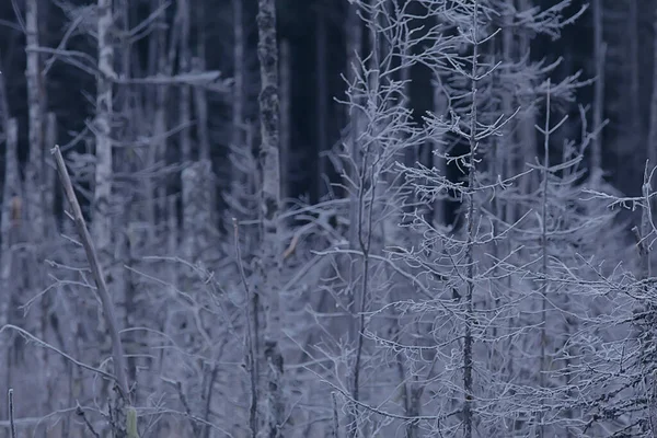 Hiver Forêt Paysage Couvert Neige Décembre Noël Nature Blanc Fond — Photo