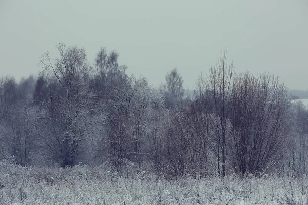 Зимний Лесной Пейзаж Покрытый Снегом Декабрь Рождество Природа Белый Фон — стоковое фото