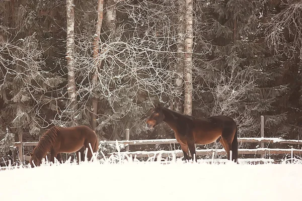 Pferde Winterfeld Raureif Landschaft Weihnachtsurlaub Auf Der Ranch — Stockfoto