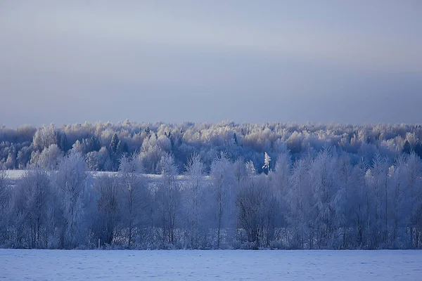 Hiver Forêt Paysage Couvert Neige Décembre Noël Nature Blanc Fond — Photo