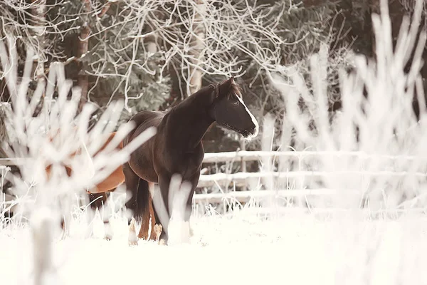 Koně Zimě Pole Chraplavá Krajina Vánoční Dovolená Ranči — Stock fotografie