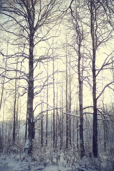 Pemandangan Hutan Musim Dingin Ditutupi Dengan Salju Desember Natal Alam — Stok Foto