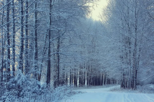 冬季森林景观覆盖着雪 12月的圣诞节自然是白色的背景 — 图库照片