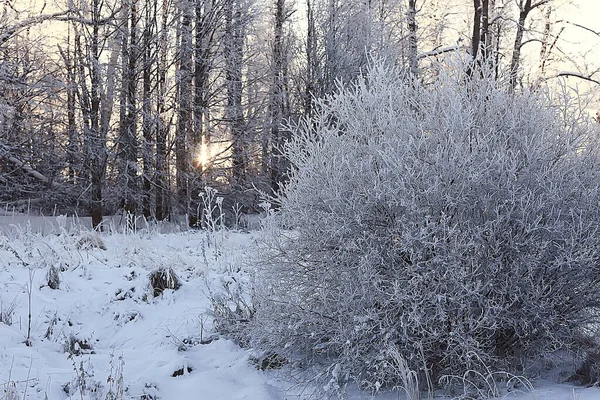 Landschap Winterbos Seizoensgebonden Prachtig Uitzicht Besneeuwd Bos December Natuur — Stockfoto