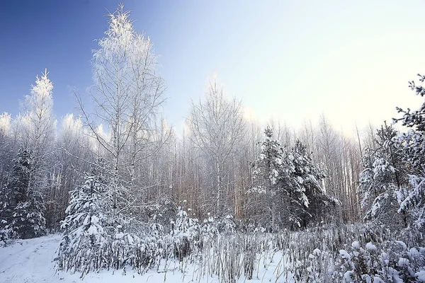 Ramos Cobertos Com Fundo Geada Paisagem Abstrata Neve Inverno Natureza — Fotografia de Stock