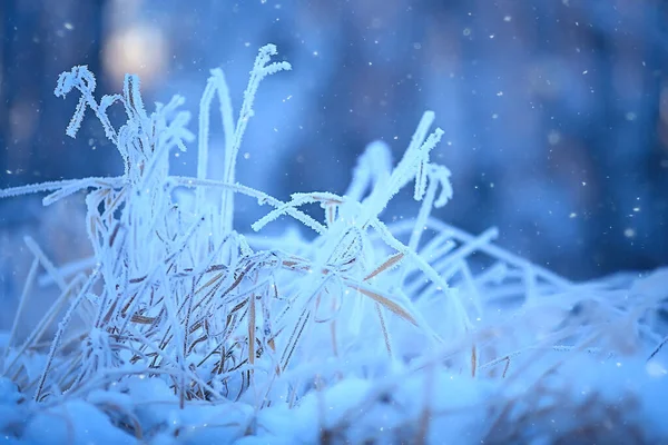 Κλαδιά Καλυμμένα Φόντο Hoarfrost Αφηρημένο Τοπίο Χιόνι Χειμώνα Φύση Παγετός — Φωτογραφία Αρχείου