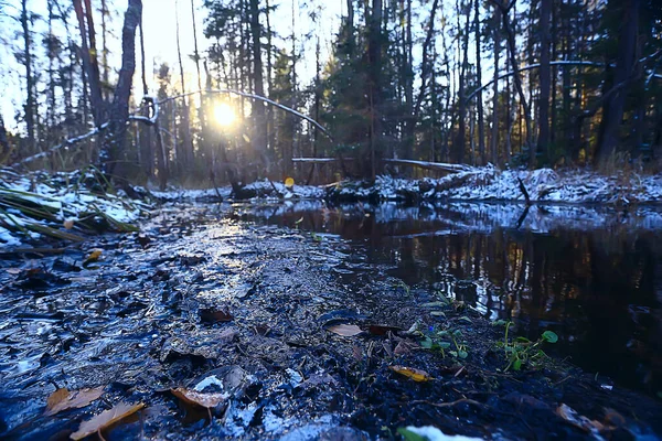 Vinter Skog Landskap Täckt Med Snö December Jul Natur Vit — Stockfoto