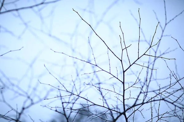 Zweige Ohne Blätter Abendherbst Abstrakte Saisonale Hintergrund Traurigkeit — Stockfoto