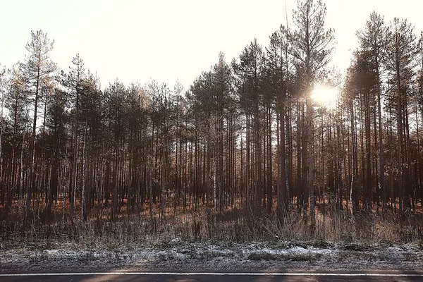 Zimní Les Krajina Pokrytá Sněhem Prosinec Vánoce Příroda Bílá Pozadí — Stock fotografie