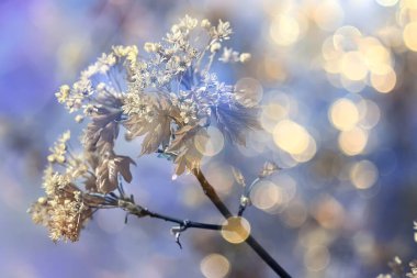 Çiçek açan akçaağaç dalları, bahar detayı bir ağaç dalındaki çiçekler.