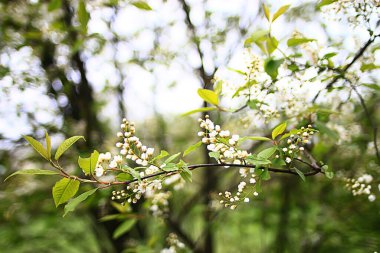 Bahar dalları genç yapraklar, soyut arka plan mevsimlik Mart ayı, dallar üzerinde tomurcuklanıyor doğa