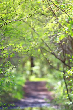 Bahar dalları genç yapraklar, soyut arka plan mevsimlik Mart ayı, dallar üzerinde tomurcuklanıyor doğa