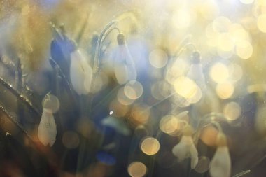 Bahar ormanlarında beyaz kardamlaları, Mart 'ta güzel kır çiçekleri.