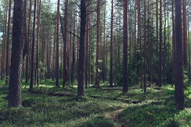 Bahar ormanı manzarası, soyut taze, mevsimsel doğa manzarası, yeşil ağaçlar güneş ışınları sabah