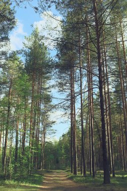 Bahar ormanı manzarası, soyut taze, mevsimsel doğa manzarası, yeşil ağaçlar güneş ışınları sabah