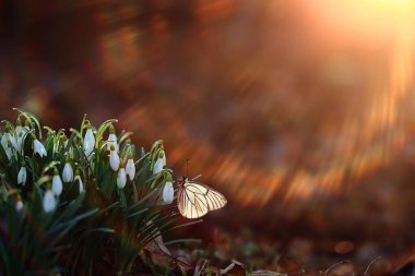 Kelebek çiçek bahar konsepti, taze kar damlaları, kır çiçekleri, doğada kelebek