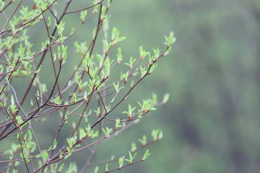 Bahar dalları genç yapraklar, soyut arka plan mevsimlik Mart ayı, dallar üzerinde tomurcuklanıyor doğa