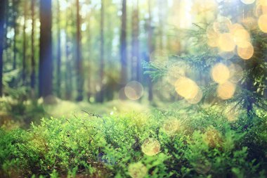 Bahar ormanı manzarası, soyut taze, mevsimsel doğa manzarası, yeşil ağaçlar güneş ışınları sabah