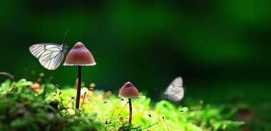 Ormanda mantar üstünde kelebek, sihirli fotoğraf makro fotoğraf, parkta mevsimlik manzara