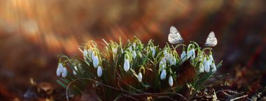 Bahar ormanlarında beyaz kardamlaları, Mart 'ta güzel kır çiçekleri.