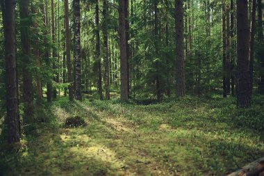 Bahar ormanı manzarası, soyut taze, mevsimsel doğa manzarası, yeşil ağaçlar güneş ışınları sabah