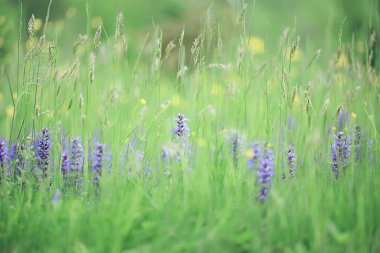 bahar kır çiçekleri, yaz arkaplanı, yeşil çimenler ve çiçekler