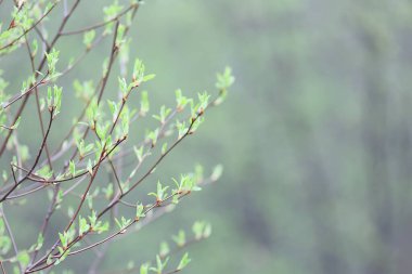 Bahar dalları genç yapraklar, soyut arka plan mevsimlik Mart ayı, dallar üzerinde tomurcuklanıyor doğa