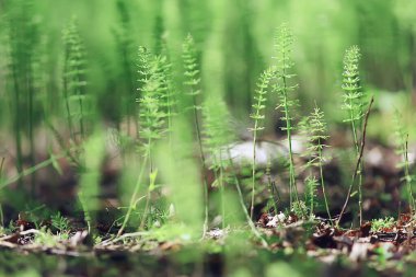 Genç yeşil filizler filizleniyor, bahar soyut arka plan doğa bitkileri eko
