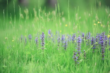 bahar kır çiçekleri, yaz arkaplanı, yeşil çimenler ve çiçekler