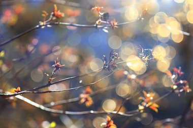 Bahar dalları genç yapraklar, soyut arka plan mevsimlik Mart ayı, dallar üzerinde tomurcuklanıyor doğa