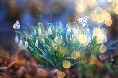 Kelebek çiçek bahar konsepti, taze kar damlaları, kır çiçekleri, doğada kelebek