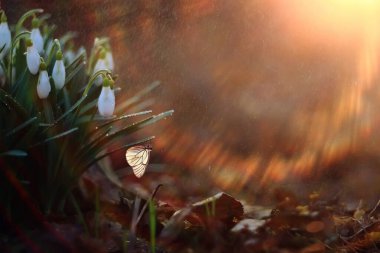 Kelebek çiçek bahar konsepti, taze kar damlaları, kır çiçekleri, doğada kelebek
