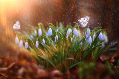 Kelebek çiçek bahar konsepti, taze kar damlaları, kır çiçekleri, doğada kelebek