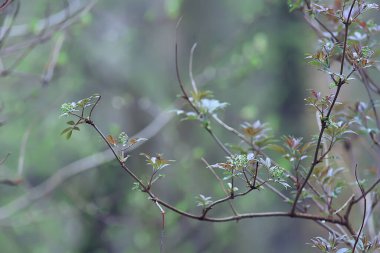Bahar dalları genç yapraklar, soyut arka plan mevsimlik Mart ayı, dallar üzerinde tomurcuklanıyor doğa