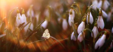 Kelebek çiçek bahar konsepti, taze kar damlaları, kır çiçekleri, doğada kelebek