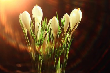 Crocus ilkbahar çiçekleri, yabani çiçekler Nisan mevsimsel doğa