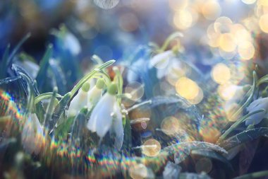 Bahar ormanlarında beyaz kardamlaları, Mart 'ta güzel kır çiçekleri.