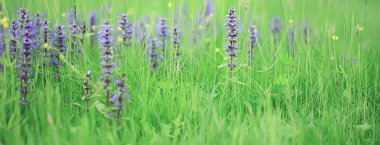 bahar kır çiçekleri, yaz arkaplanı, yeşil çimenler ve çiçekler