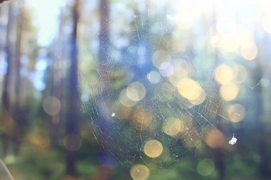 Bahar ormanı manzarası, soyut taze, mevsimsel doğa manzarası, yeşil ağaçlar güneş ışınları sabah