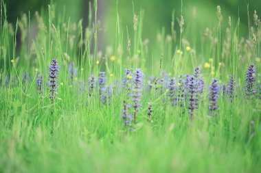 bahar kır çiçekleri, yaz arkaplanı, yeşil çimenler ve çiçekler